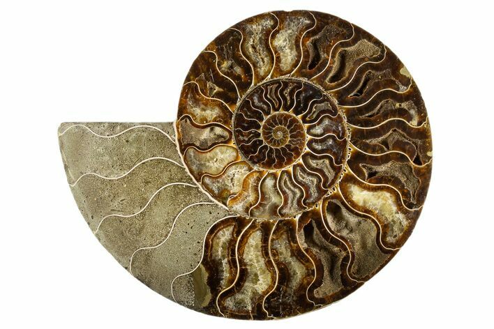 Cut & Polished Ammonite Fossil (Half) - Deep Pockets #323424